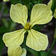 [photo of Jointed Charlock]