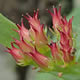 [photo of Leedy's Roseroot]