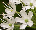 [photo of flowers]
