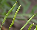 [photo of fruit]