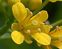 [photo of flowers]