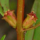 [photo of Toothcup]