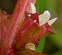 [photo of flowers]