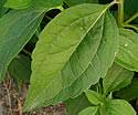 [photo of upper stem leaves]