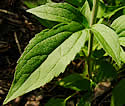 [photo of lobed leaf]