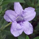 [photo of Wild Petunia]