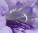 [photo of flower]