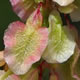 [photo of Green Sorrel]