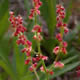 [photo of Common sheep Sorrel]