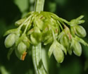 [photo of flower clusters]