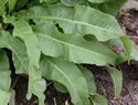 [photo of basal leaf rosette]
