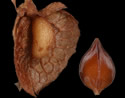 [photo of seed]
