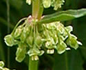 [photo of flower clusters]