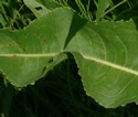 [photo of stem leaves]