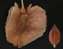 [photo of seed]