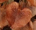 [photo of mature fruit]