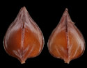 [photo of seeds]