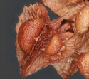 [photo of mature fruit]