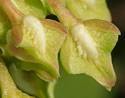 [photo of flowers]