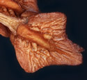[photo of mature fruit]