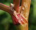 [photo of ocrea and stem]