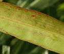 [photo of leaves]