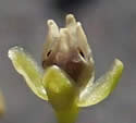 [photo of fruit]