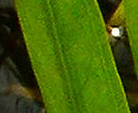 [photo of leaves]