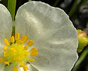 [photo of male flowers]
