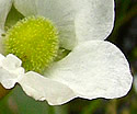 [photo of female flowers]