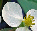 [photo of flowers]