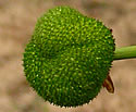 [photo of fruit]