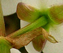 [photo of bracts and sepals]