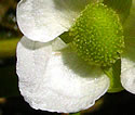 [photo of female flowers]