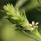 [photo of Slender Russian Thistle]