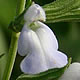 [photo of Lance-leaved Sage]