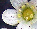 [photo of flowers]