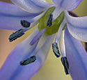 [photo of flower]
