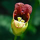 [photo of Maryland Figwort]
