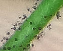 [photo of glandular hairs]
