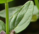 [photo of leaves]
