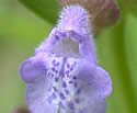 [photo of flowers]