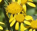 [photo of flowers]