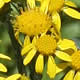 [photo of Lambstongue Ragwort]