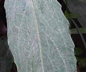 [photo of leaves]