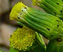 [photo of flowers]