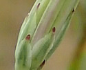 [photo of bracts and cluster branching]