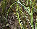 [photo of lower stem leaves]