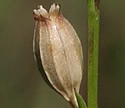[photo of fruit]