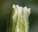 [photo of flower and calyx]